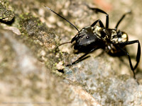 CaldasNovas_4615_AthilaBertoncini