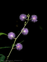 PARNA_CVeadeiros_4726_AthilaBertoncini